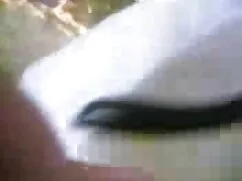 প্রাচীন চর্বি বাংলা  ...