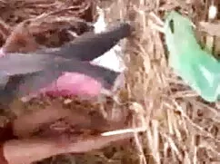স্বামী ও গুজরাটি সেক ...